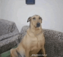 a dog is sitting on a couch in a living room looking at the camera .