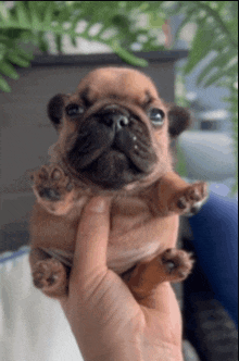 a person is holding a small brown puppy in their hands