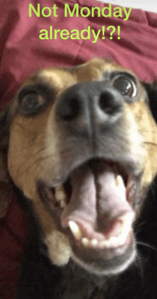 a dog with its mouth open and the words not monday already written above it