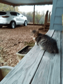 a cat sits on a wooden porch in front of a white car