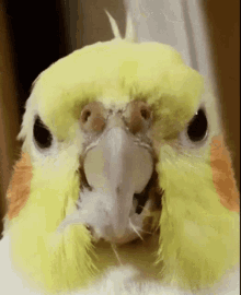 a close up of a yellow and orange parrot with its mouth open and feathers coming out of it 's beak .