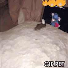 a gif of a mouse on a bed with the words gif pet below it