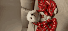 a small white dog is laying on a couch wrapped in a red and green blanket