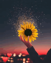 a person is holding a sunflower in their hands and it is breaking apart