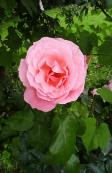 a pink rose is surrounded by green leaves in a garden