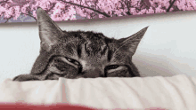 a cat laying on a pillow with a picture of cherry blossoms in the background