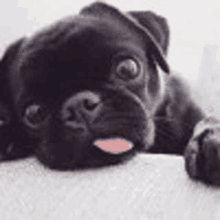 a black pug puppy is laying down on a white blanket with its tongue out .