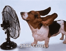 a basset hound is standing in front of a fan with its ears spread out .