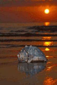 a sea shell sits on the beach with the sun setting in the background