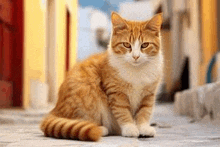 a close up of a cat sitting on a sidewalk looking at the camera .