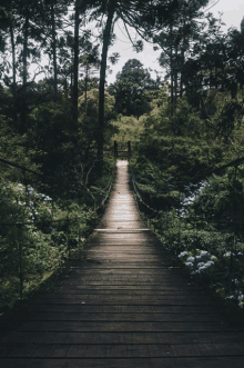 a person walking across a wooden bridge in the middle of a forest