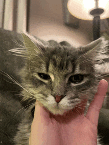 a close up of a person holding a cat 's head