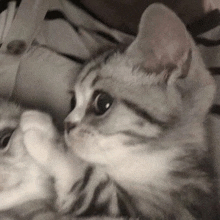 a black and white photo of a cat looking at the camera .