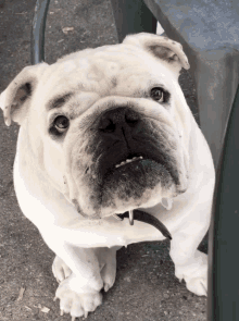 a close up of a white bulldog with a black collar