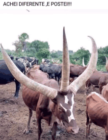 a herd of cows with long horns are standing in a dirt field