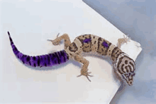 a lizard with a purple tail is laying on a white surface .