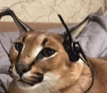 a cat wearing headphones is laying on a bed .