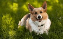 a brown and white dog with its tongue out is laying in the grass