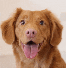 a close up of a brown dog with its pink tongue hanging out