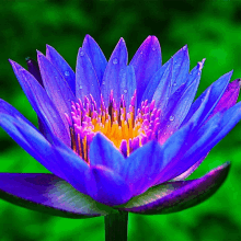 a close up of a purple flower with a yellow center