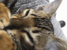 a close up of a cat laying down on a blanket