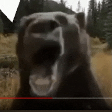 a close up of a bear yawning in a field