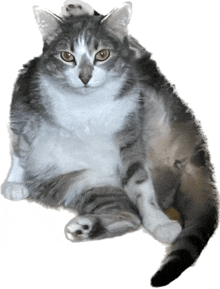 a gray and white cat is sitting on a white surface