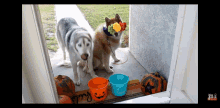 two dogs are standing in front of a door with pumpkins and a bucket that says trick or treat on it