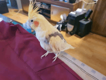 a cockatiel is sitting on a purple cloth