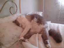 a cat is sleeping on a bed with a white blanket