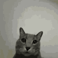 a close up of a cat 's face against a white wall .