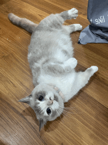 a cat is laying on its back on a wooden floor and looking up