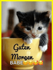 a black and white kitten sitting in a yellow cup with the words guten morgen babe written on it