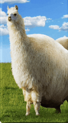 a white llama standing in a grassy field