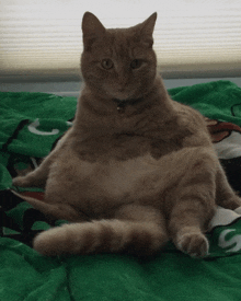 a cat with a bell around its neck sits on a green blanket on a bed