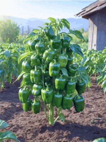 a bunch of green peppers are growing in a garden