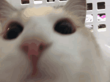 a close up of a cat 's face with a pink nose