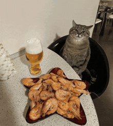 a cat sits next to a star shaped plate of shrimp and a glass of beer