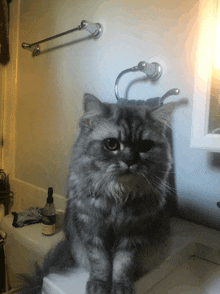 a cat sitting on a toilet next to a bottle that says ' sally ' on it