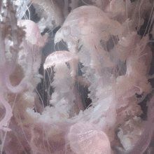 a bunch of pink and white jellyfish are swimming in the water