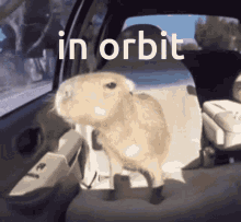 a picture of a rabbit in a car with the words in orbit behind it