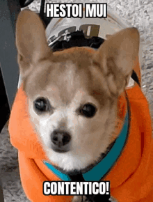 a small brown and white dog wearing an orange sweater with the words " hestol mui contentico " above it