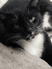 a close up of a black and white cat laying down