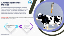 an advertisement for animal hormones market shows a cow with a syringe in its mouth