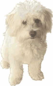 a small white dog is standing on a white background and looking at the camera