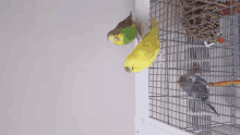 three parakeets are sitting in a cage looking at something