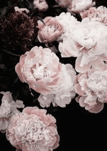 a close up of a bunch of pink and white peonies on a black background .