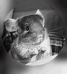 a black and white photo of a chinchilla