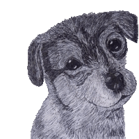 a black and white drawing of a dog 's face