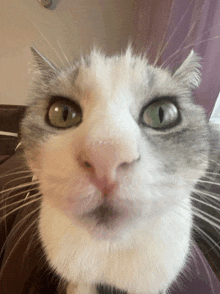 a close up of a cat 's face with a purple curtain in the background